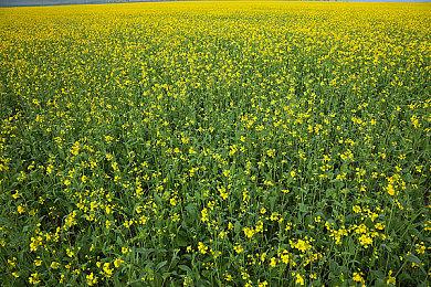 神谷英树喊话Capcom：让我完全重制《鬼泣1》吧